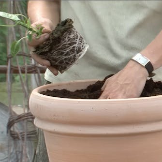 chili i drivhus chili i drivhus